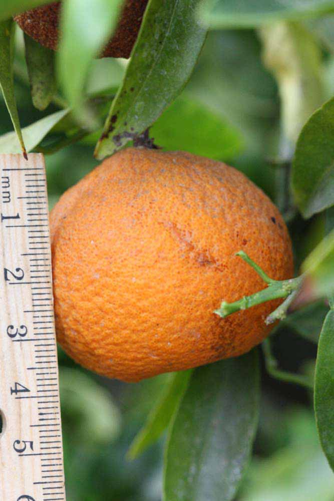            Fruit (Riverside, CA)   